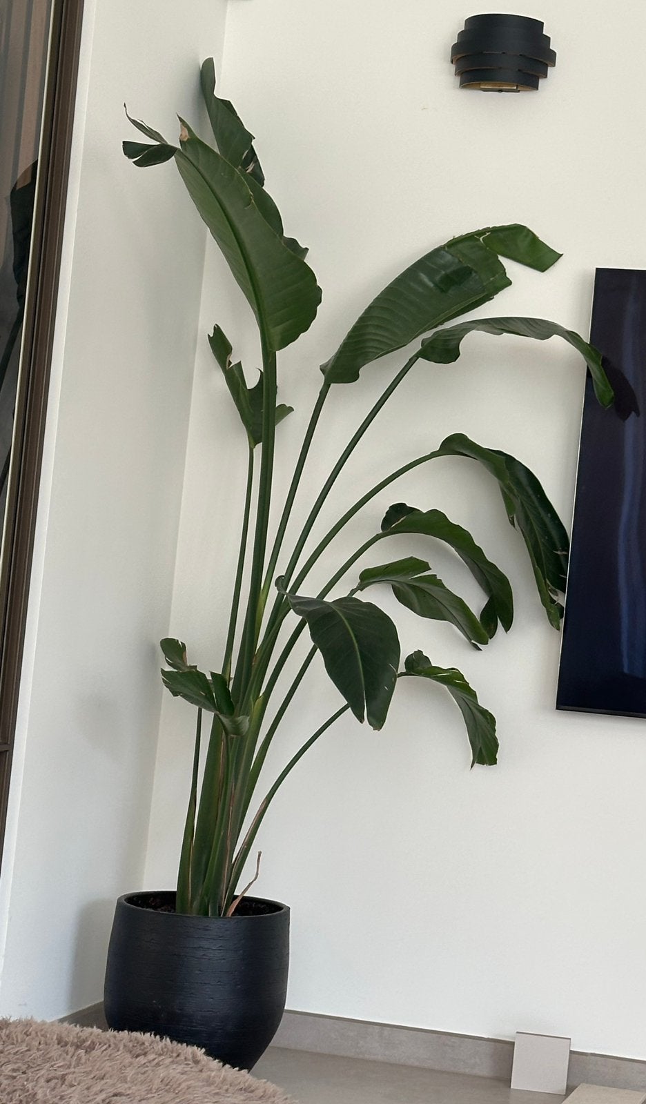 Grote Strelitzia  2 meter incl. zwarte sierpot, Ophalen of Verzenden, Halfschaduw, 200 cm of meer