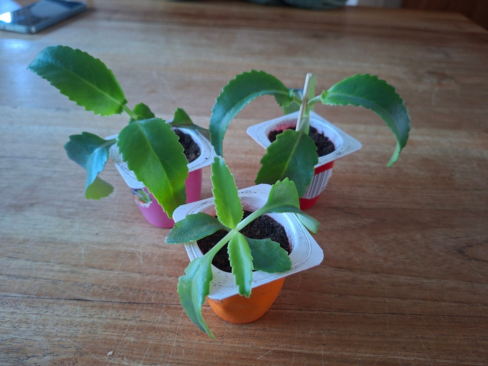 Stekjes Mother of Thousands (Kalanchoe Daigremontiana), Ophalen, Overige soorten, Halfschaduw, Minder dan 100 cm