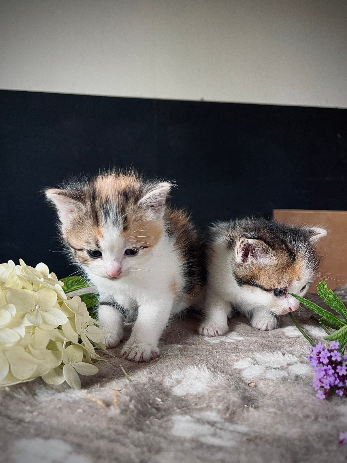 lieve kittens te koop!, Dieren en Toebehoren, Poes, Kortharig, 0 tot 2 jaar