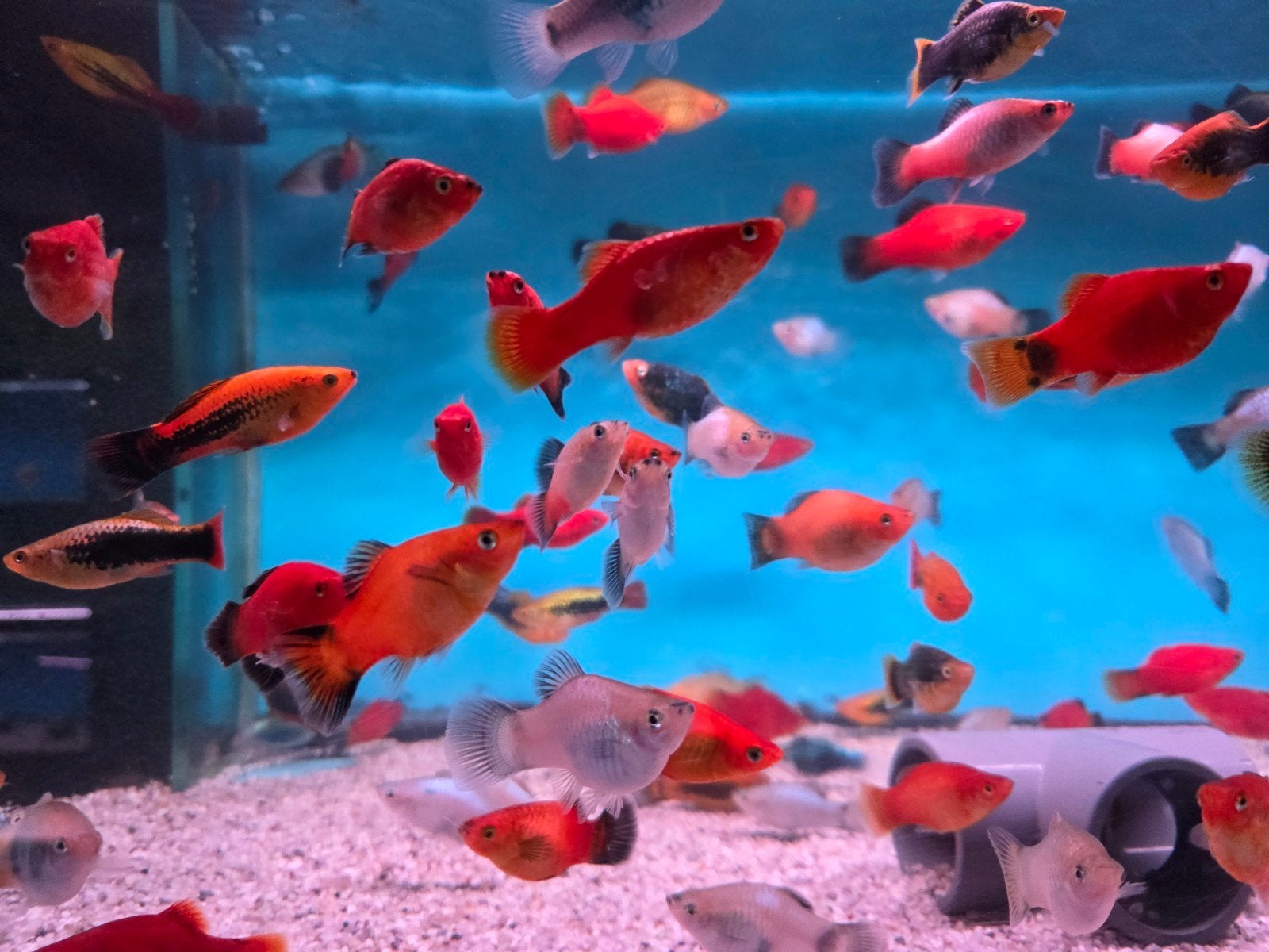 Jumbo Platy mix  - Koidream Valburg, Dieren en Toebehoren, Vis, Zoetwatervis