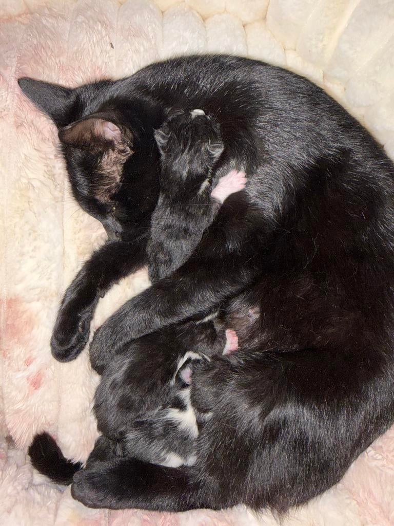 Vijf lieve zwarte witte kittens, Dieren en Toebehoren, Katten en Kittens | Overige Katten, Poes