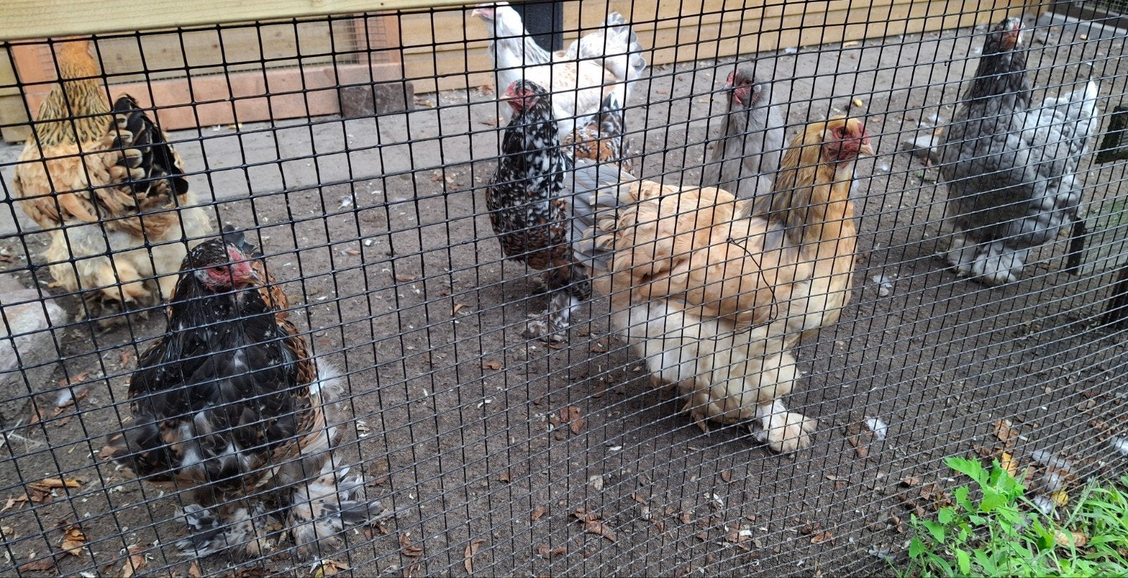 brahma hennen 1 jaar oud, Dieren en Toebehoren, Pluimvee, Vrouwelijk, Kip