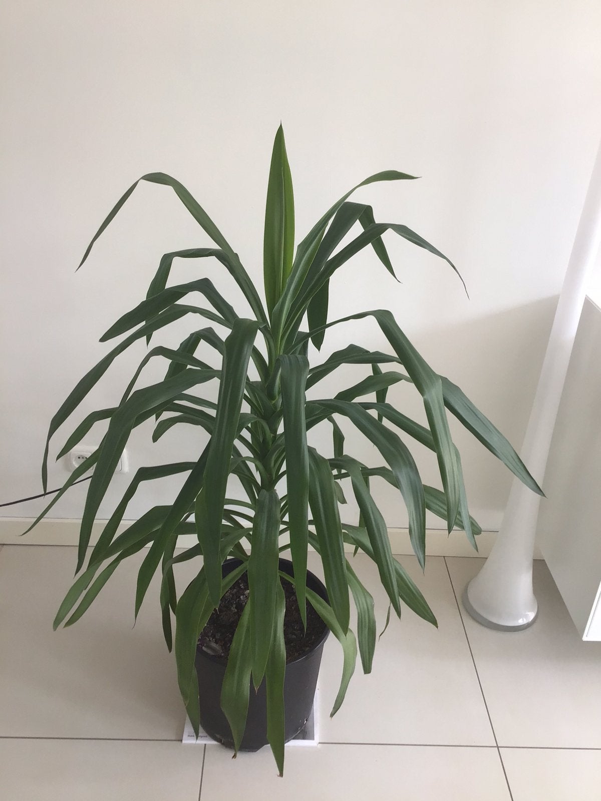 Yucca, Ophalen, Yucca, Halfschaduw, 100 tot 150 cm