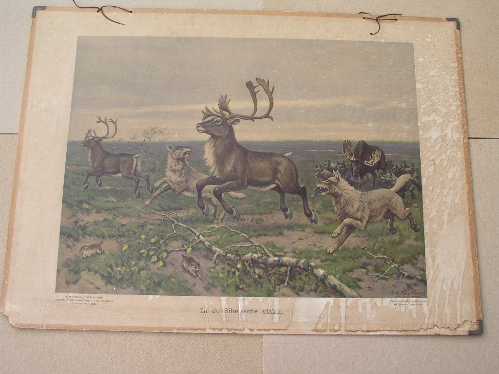 Schoolplaat In de Siberische vlakte / woudbewoners / oerwoud, Antiek en Kunst, Antiek | Schoolplaten, Ophalen, Natuur en Biologie