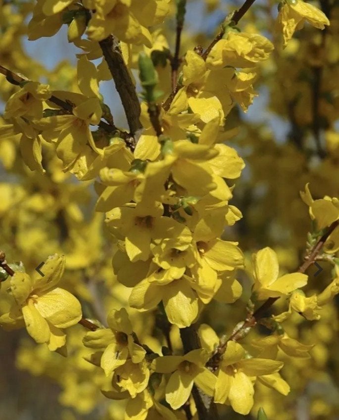 Forsythia 'Lynwood' - Vroege bloeier met gele bloemen, Volle zon, Vaste plant, Lente, Ophalen