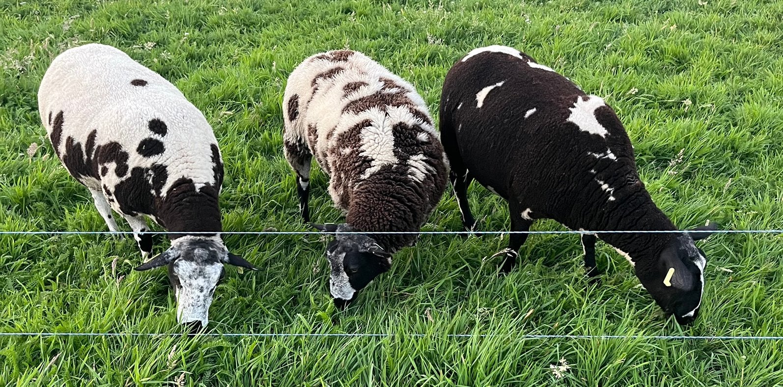 Bonte ooien te koop., Meerdere dieren, Schaap
