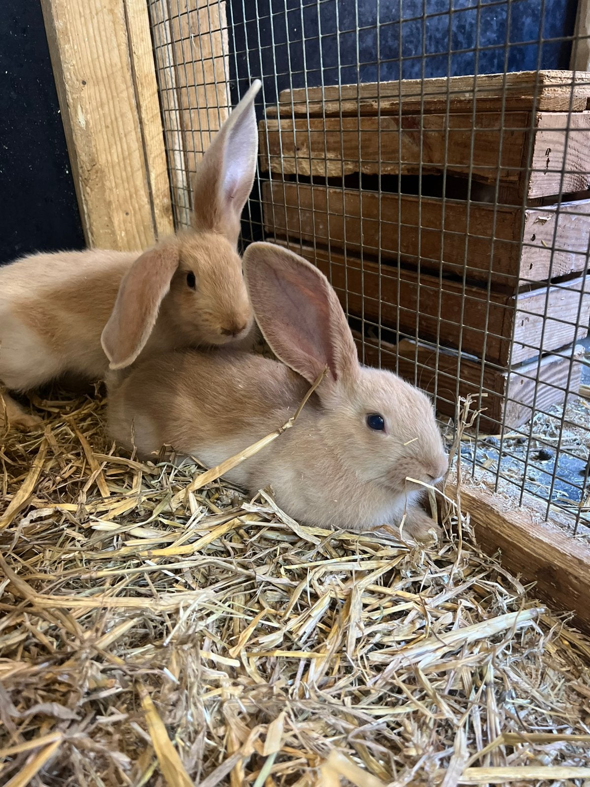 Lieve tamme jonge vlaamse reuzen, Dieren en Toebehoren, Konijnen, Meerdere dieren, Groot