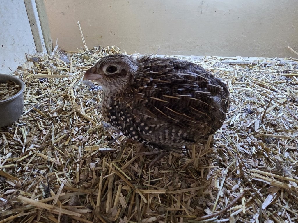 Montezuma kwartel, Dieren en Toebehoren, Mannelijk, Tropenvogel, Geringd