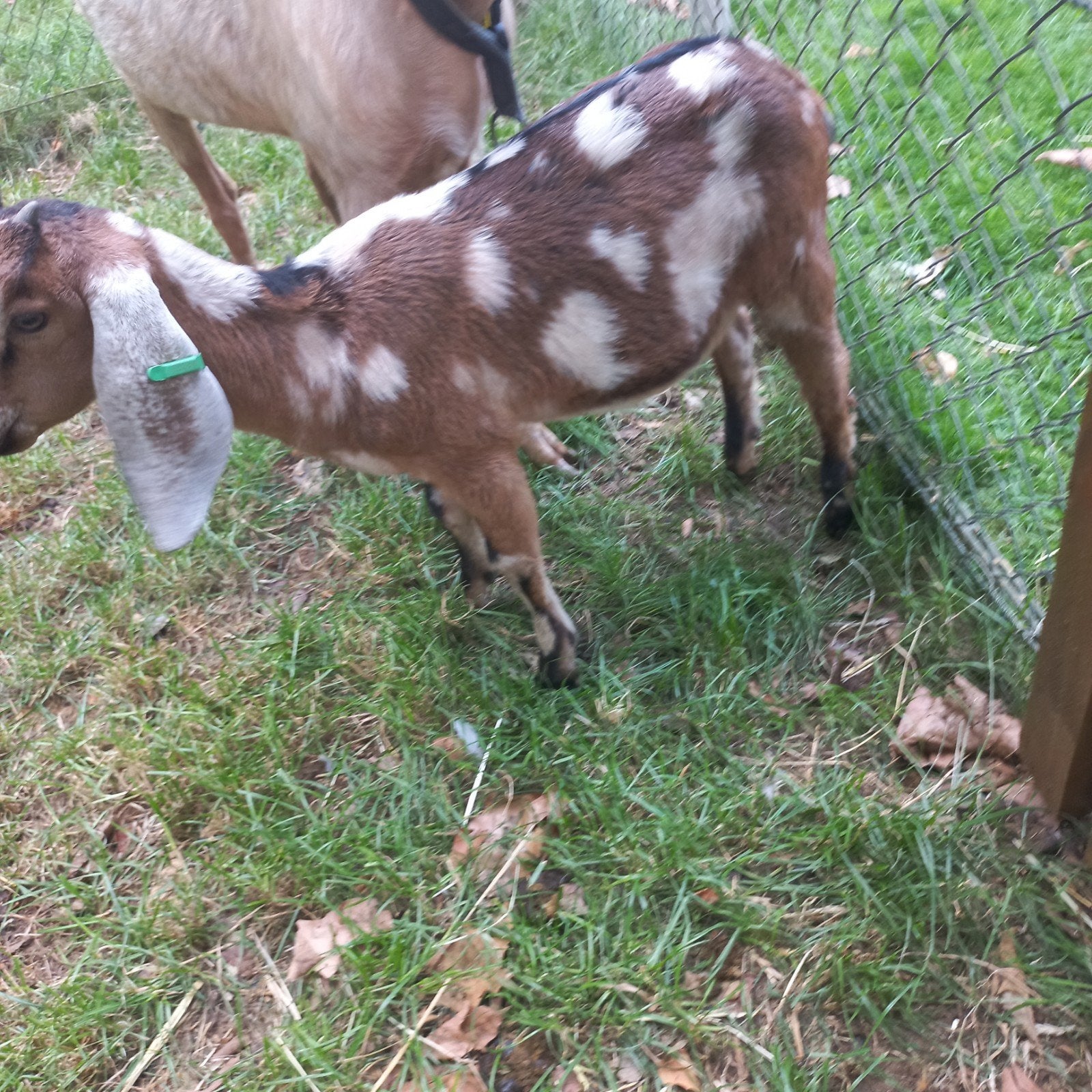 nubische geit te koop, Dieren en Toebehoren, Vrouwelijk, Geit, 0 tot 2 jaar
