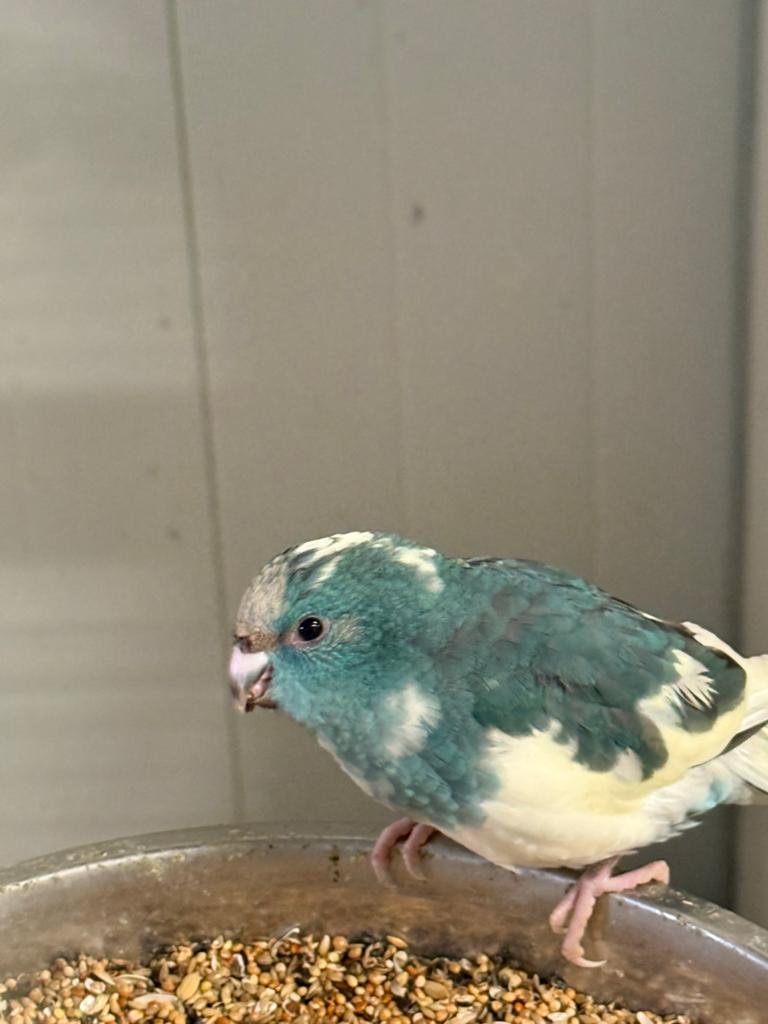 Diverse kakarikies, Meerdere dieren, Parkiet