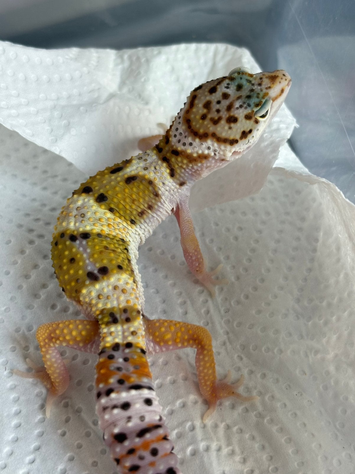 Wildkleur luipaardgekko man, Hagedis, Tam, 0 tot 2 jaar