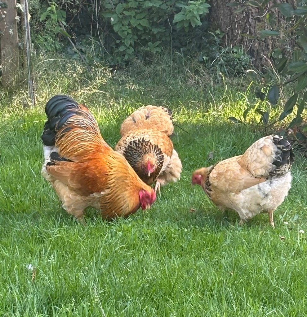 Wyandotte kriel, Dieren en Toebehoren, Pluimvee, Meerdere dieren, Kip