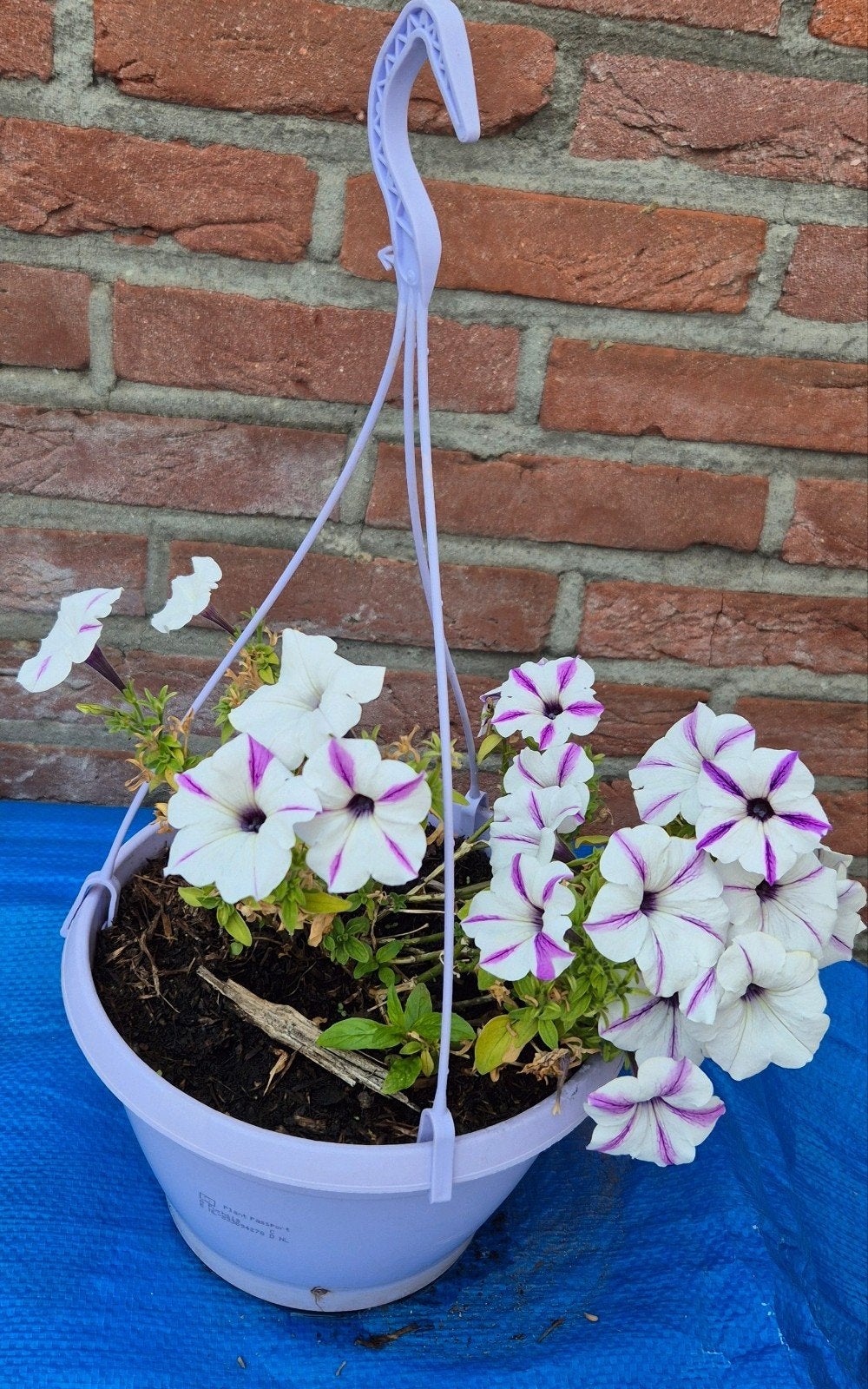 Petunia's., Ophalen, Overige soorten, Volle zon