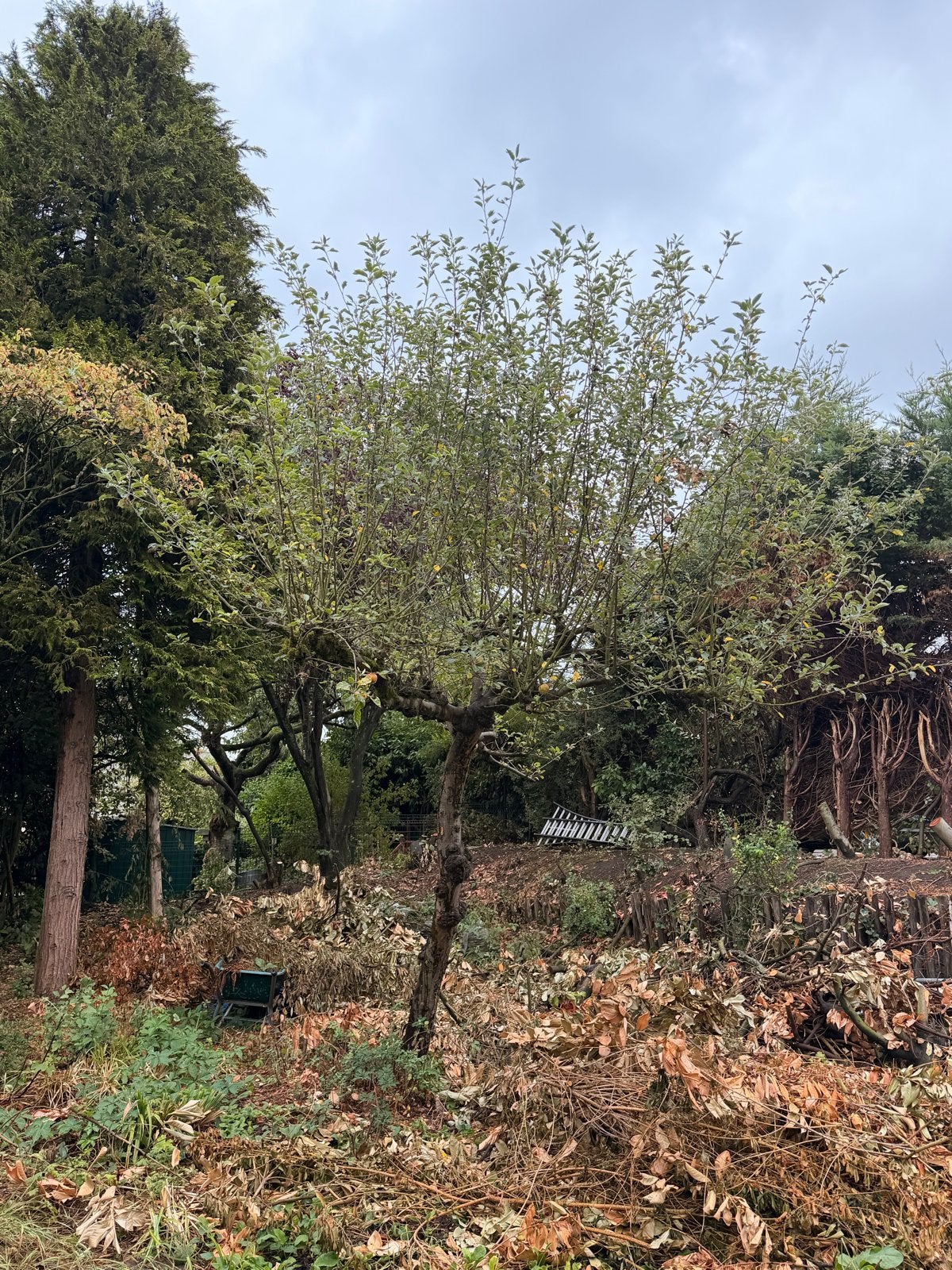 Grote Appelboom - Meer dan 3 meter hoog, Overige soorten, Lente, 400 cm of meer, Ophalen