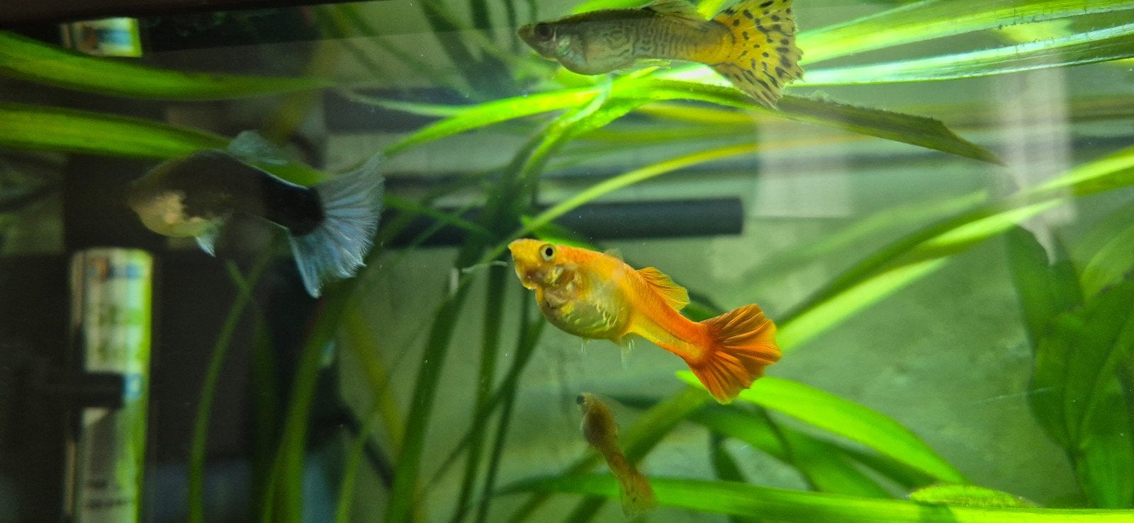 Guppies blauw en oranje vrouwtjes, Dieren en Toebehoren, Vissen | Aquariumvissen, Vis