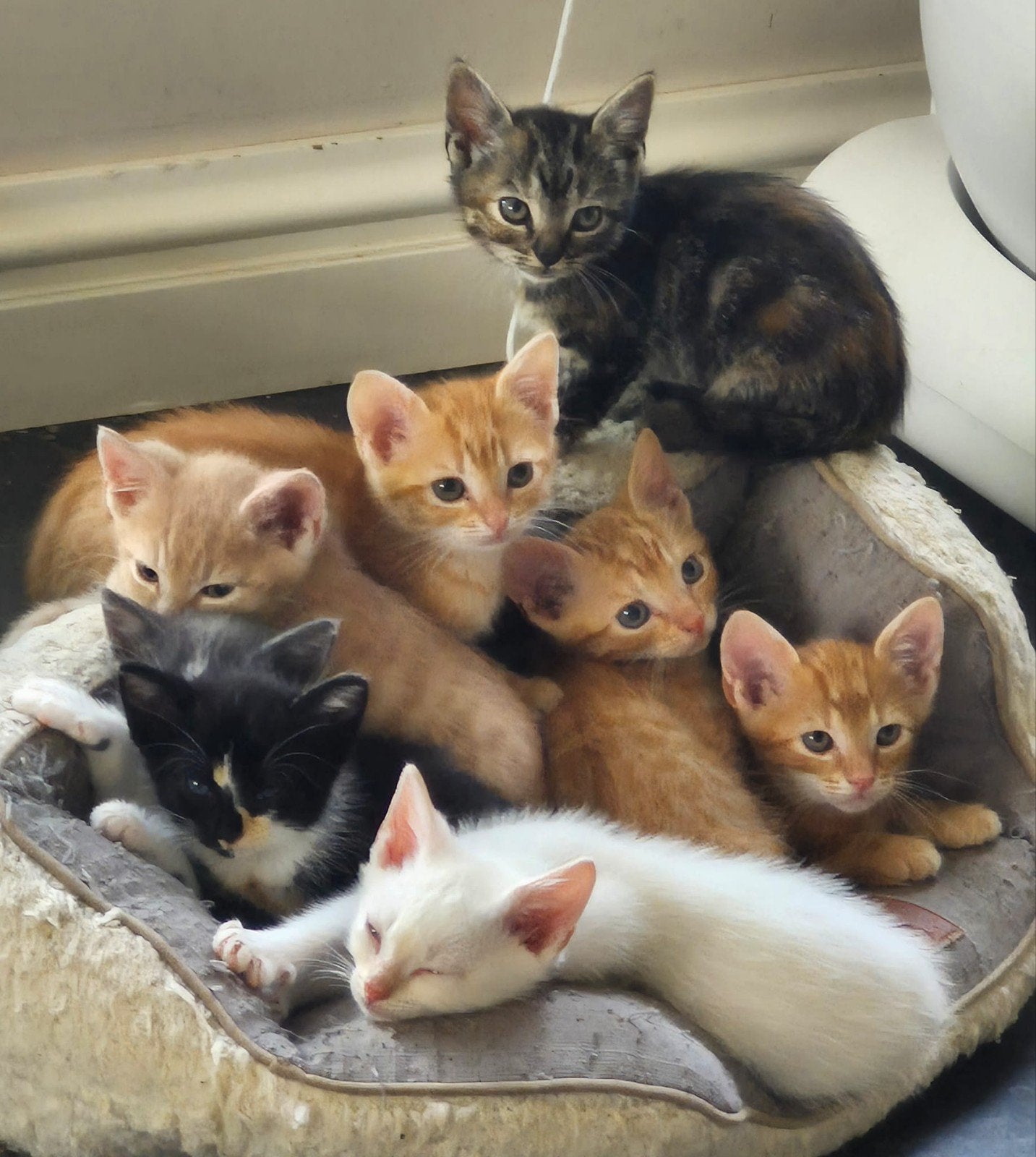 Supermooie kittens diverse kleuren, Meerdere dieren, Ontwormd