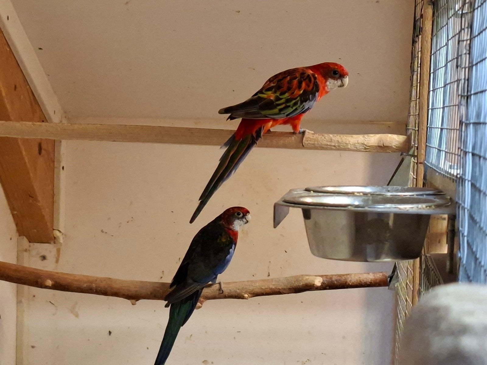 rosella, Dieren en Toebehoren, Vogels | Parkieten en Papegaaien, Meerdere dieren, Parkiet