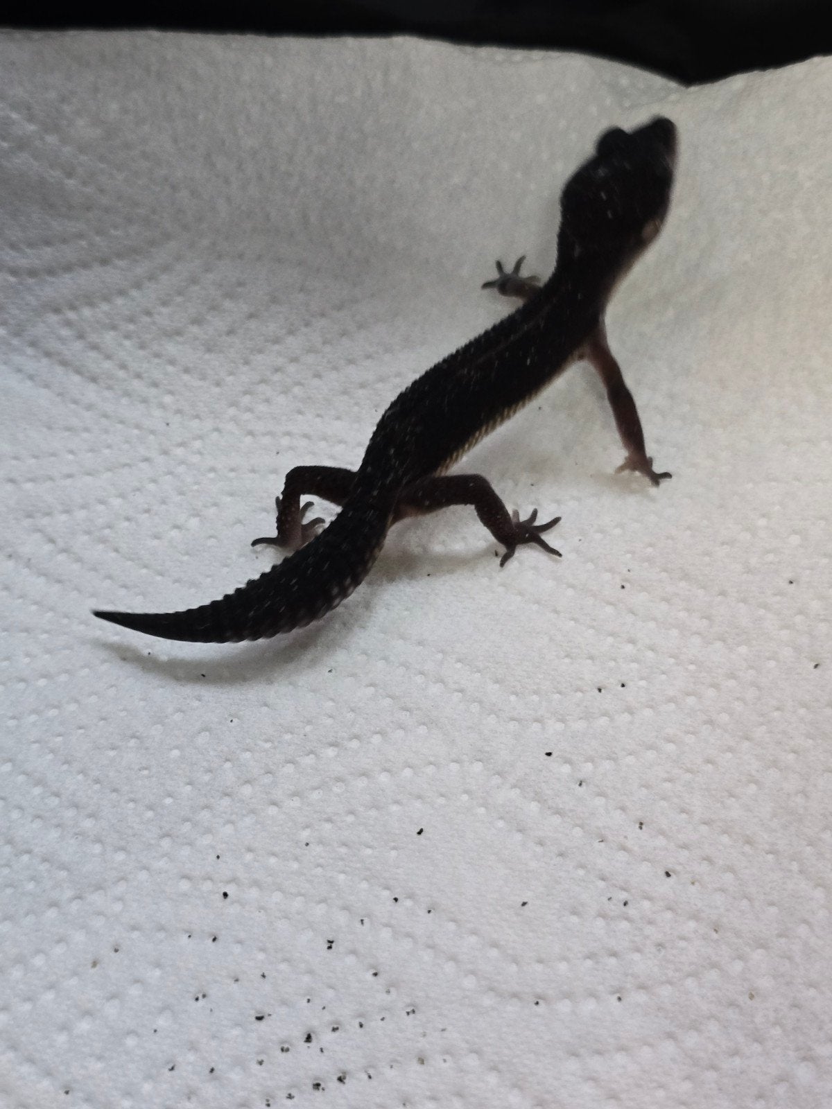 Prachtige pure Black Night luipaardgekko's (Eublepharis macu Leopard Gecko photo 3