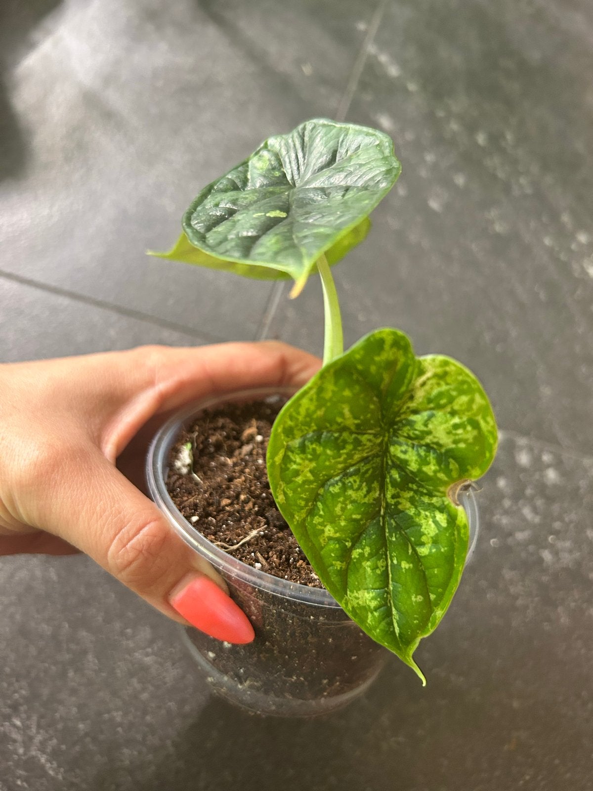 Alocasia Dragon Scale Mint - Zeldzame kamerplant, Huis en Inrichting, Kamerplanten, Minder dan 100 cm, Halfschaduw, Ophalen of Verzenden