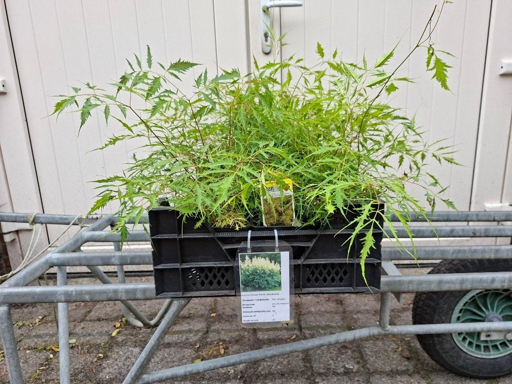 Mooie Aruncus dioicus 'Kneiffii' (Grote geitenbaard) in pot., Tuin en Terras, Planten | Struiken en Hagen, Ophalen, Overige soorten