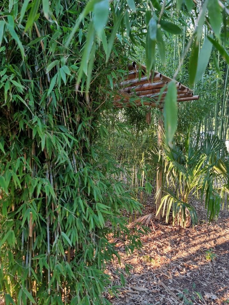 Bamboe planten Bamboe haag., Ophalen of Verzenden, Gehele jaar, Halfschaduw