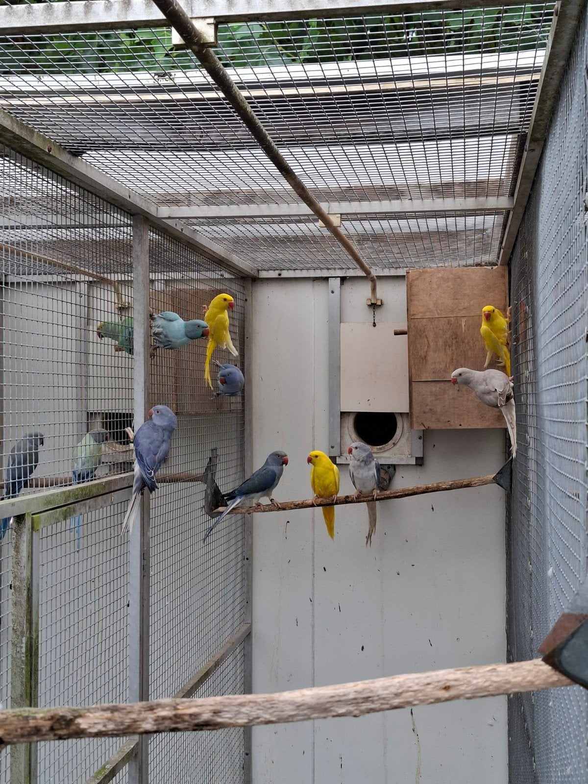 Halsband parkieten in diverse aparte kleuren, Dieren en Toebehoren