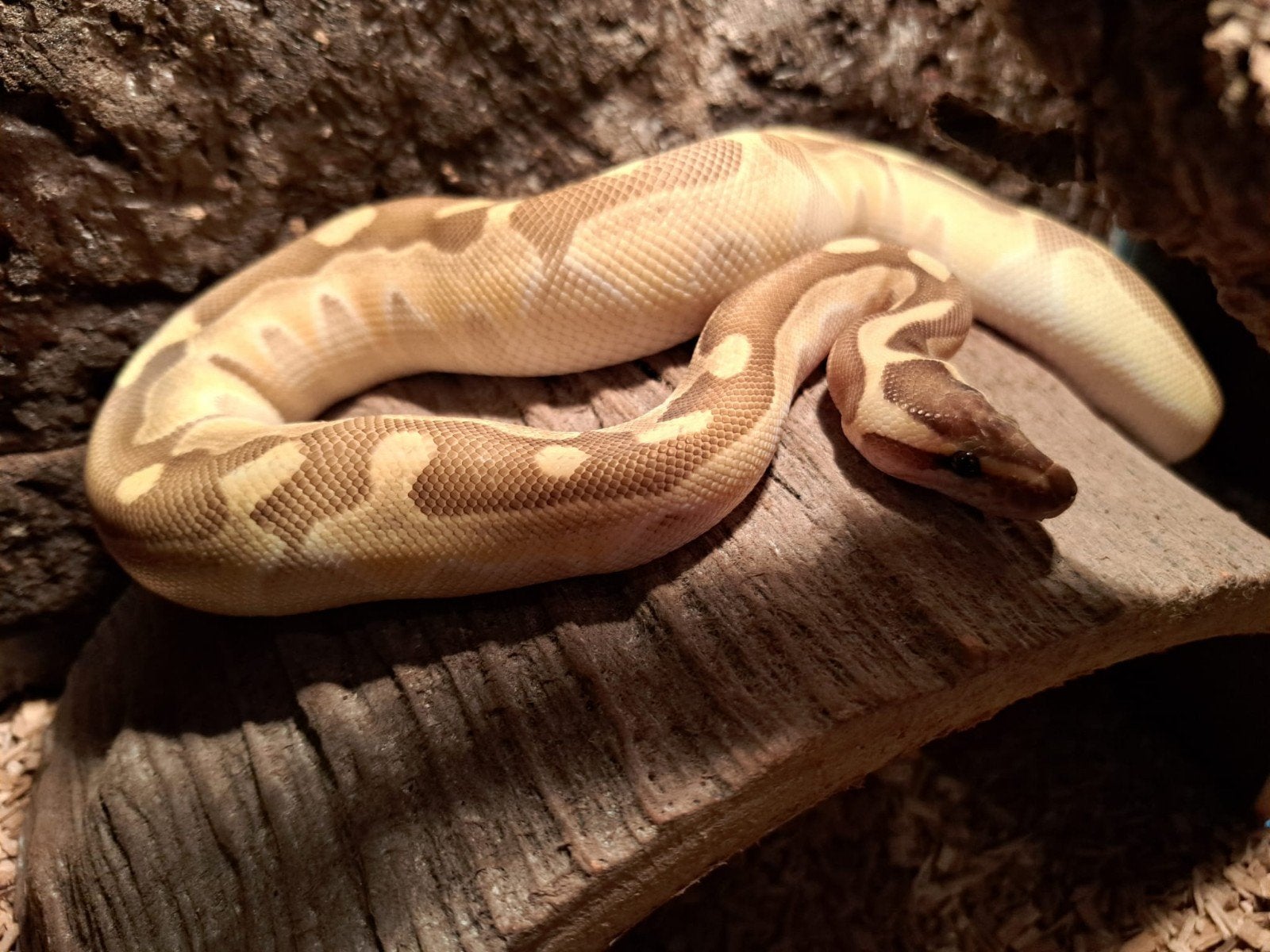 koningspython (regius) pastel vrouw Ball Python photo 4