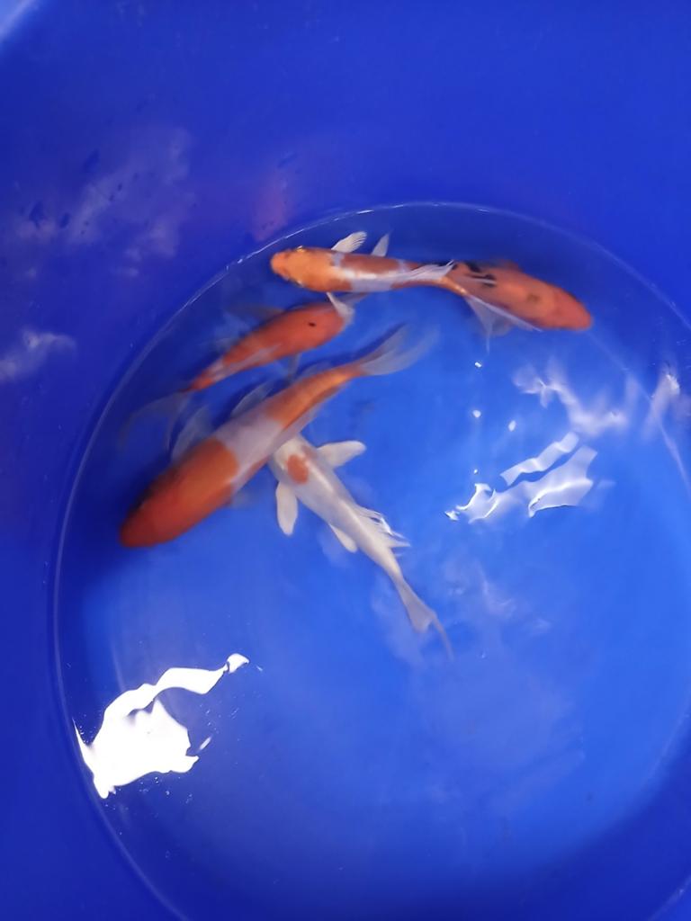 vlinderkoi butterfly kois 5 x 15a20cm, Dieren en Toebehoren, Vissen | Vijvervissen, Karper of Koi