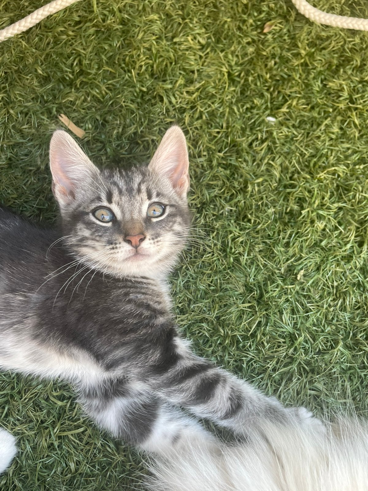 Prachtig Noorse boskat kruising kitten 🩷 incl vaccinatie, Dieren en Toebehoren, Poes, Kortharig, 0 tot 2 jaar