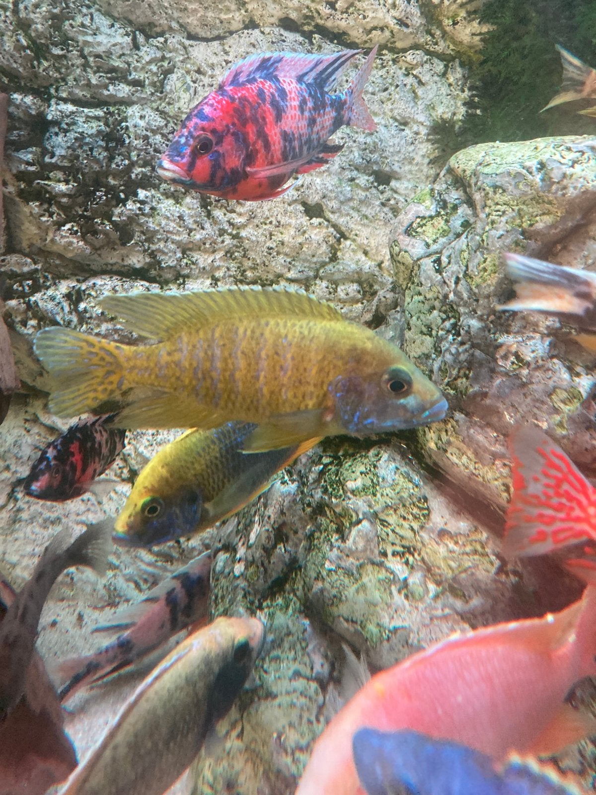 Aulonocara beanshi benga 12 cm, Dieren en Toebehoren, Zoetwatervis