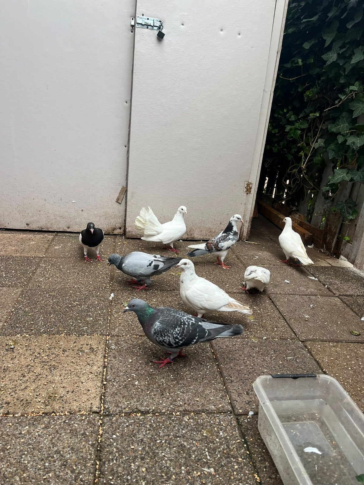 Duiven te koop - Postduiven - Gekleurde duiven.