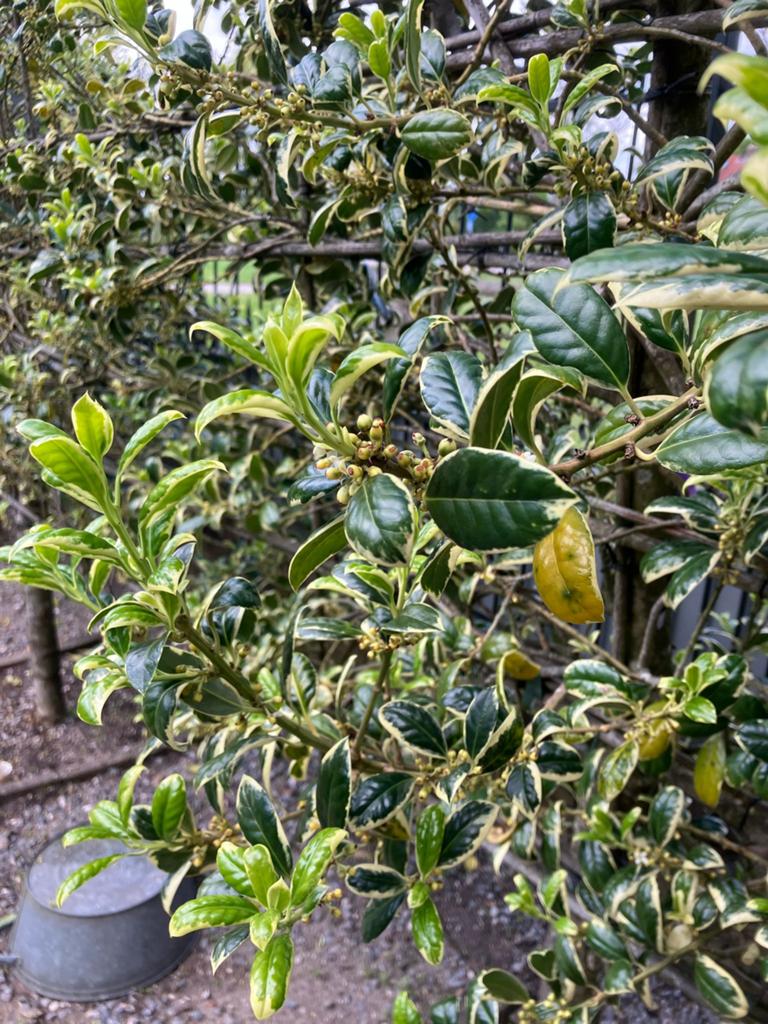 3 prachtige huls lij  boomen, Tuin en Terras, Planten | Bomen, Ophalen, Zomer, Volle zon, Overige soorten