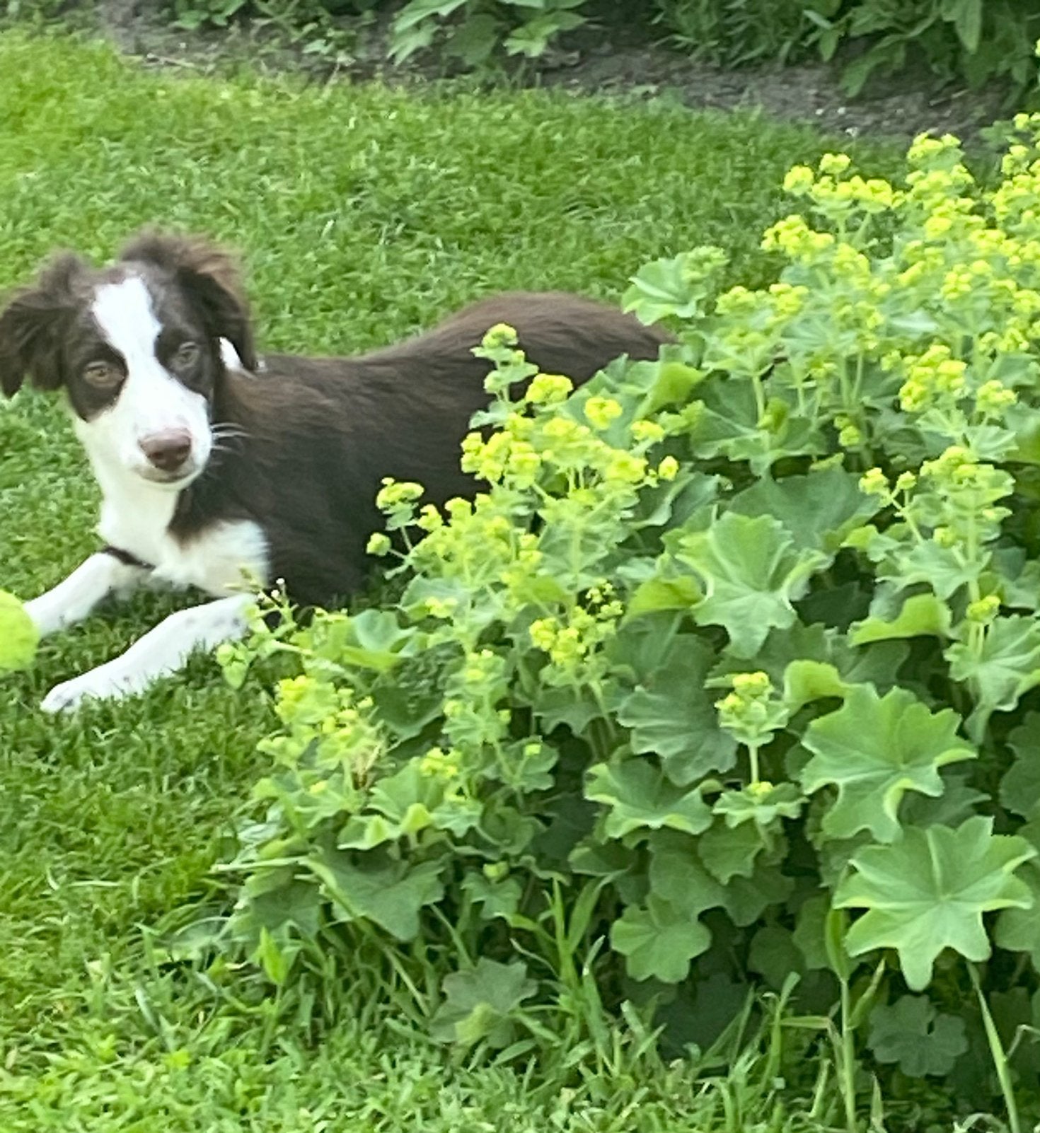Prachtige BORDER COLLIE x FRIESE STABIJ pups, Parvo, Nederland, 8 tot 15 weken, Meerdere