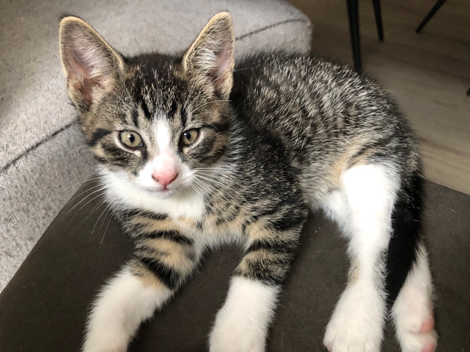Kittens, Meerdere dieren