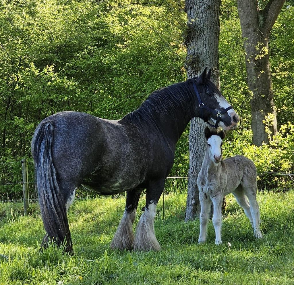 Prachtige tinkermerrie grote maat met merrieveulen, Dieren en Toebehoren, Paarden, Merrie, Niet van toepassing, Minder dan 160 cm