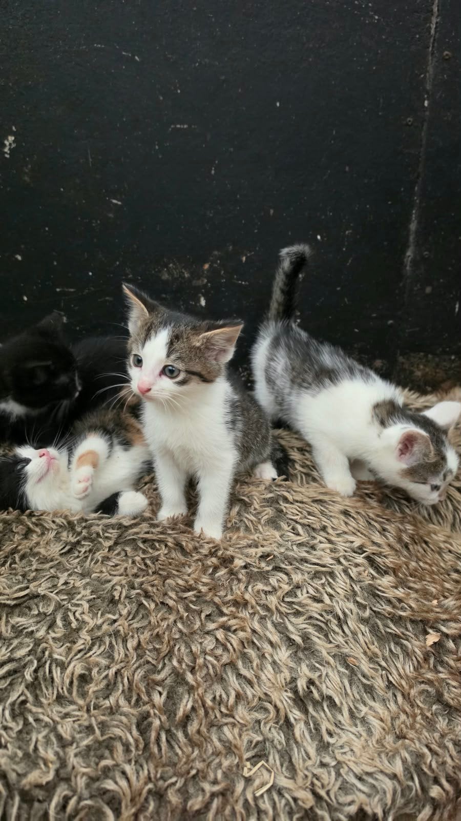boerderijkittens, Meerdere dieren