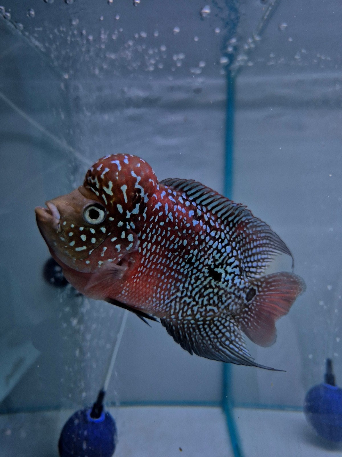 High Quality Flowerhorn, Dieren en Toebehoren, Vissen | Aquariumvissen, Zoetwatervis, Vis