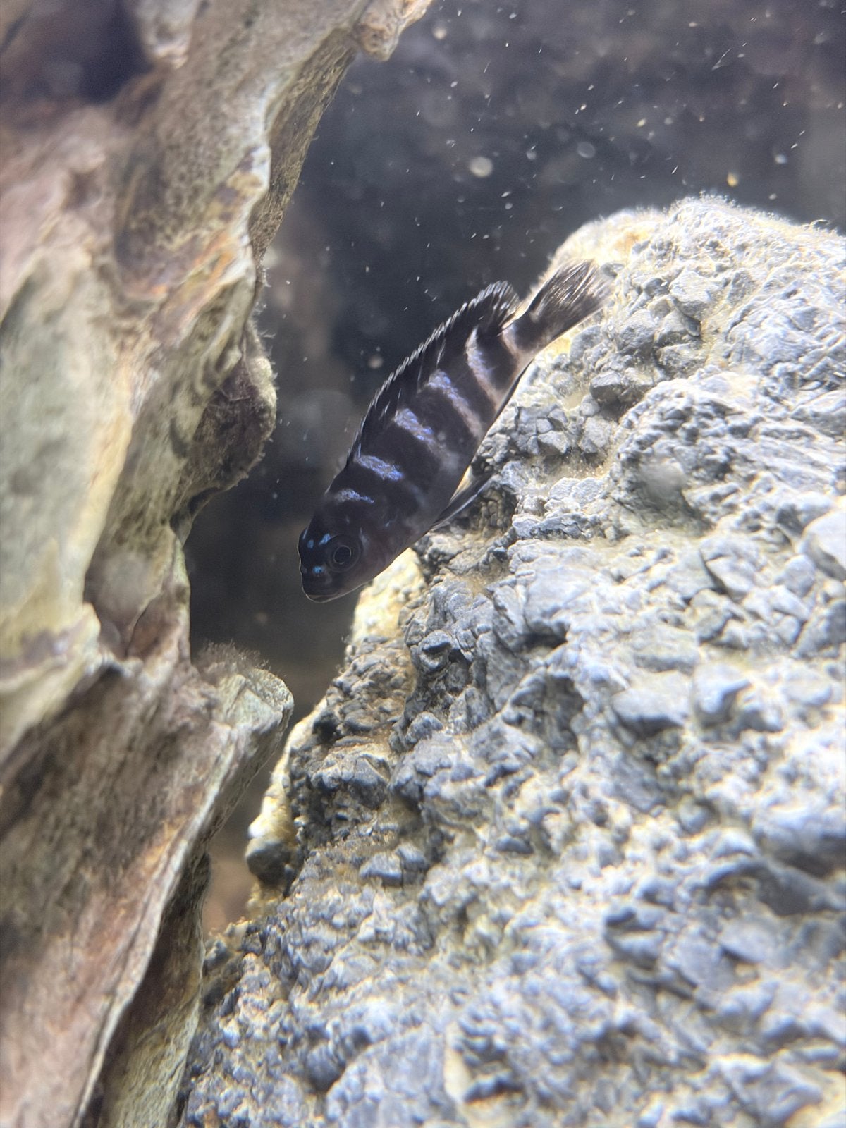 Jong Zebra Malawi Cichlid (Pseudotropheus), Dieren en Toebehoren, Vis