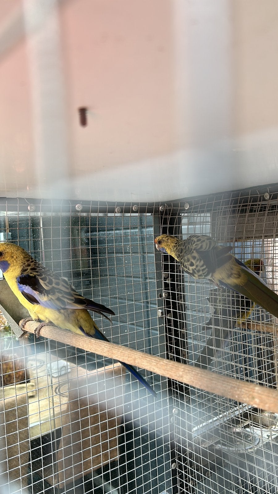 Strogele wildkleur koppel, Meerdere dieren, Parkiet, Geringd