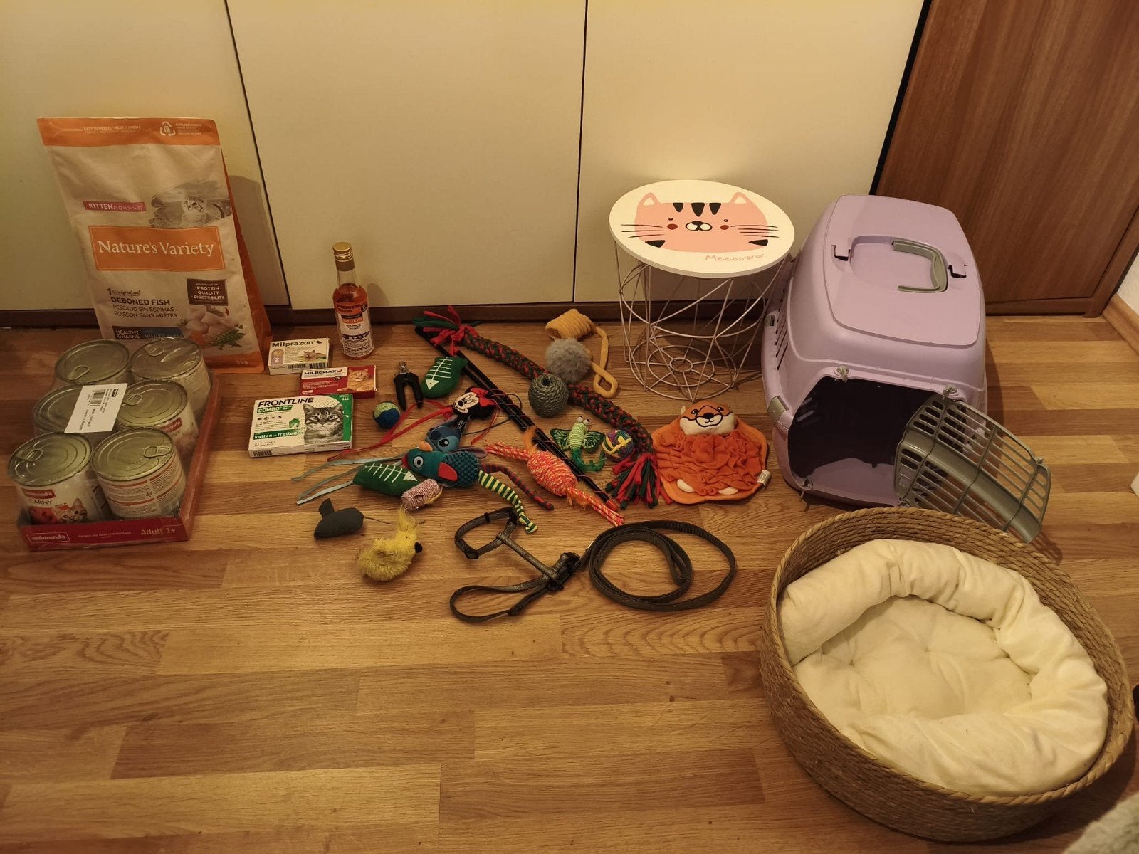 2 lieve gesteriliseerde poezen- Daisy & Schnuppy, Poes, Kortharig, 0 tot 2 jaar