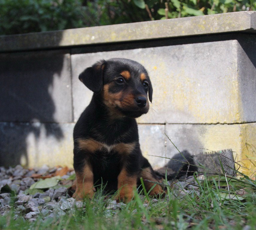 Foto 2 van Super mooie jack russel jackrussell pups