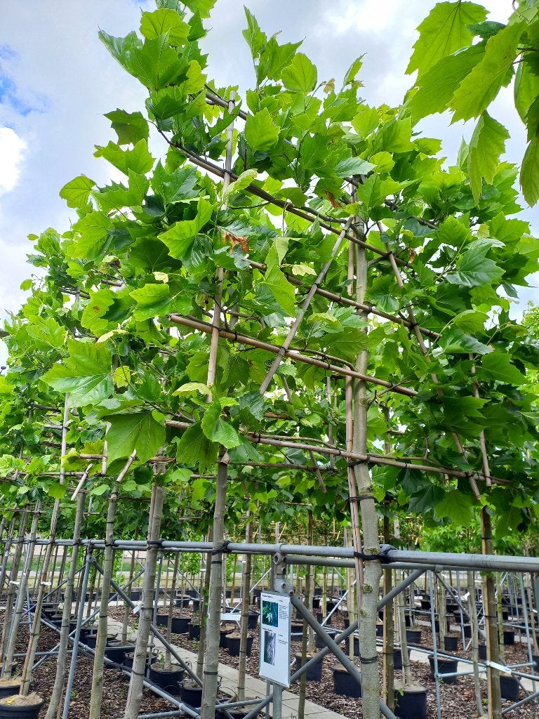 Lei Plataan 16-18 stamdikte €159,95 potgekweekt, Tuin en Terras, Planten | Bomen, Ophalen, Halfschaduw, Leiboom