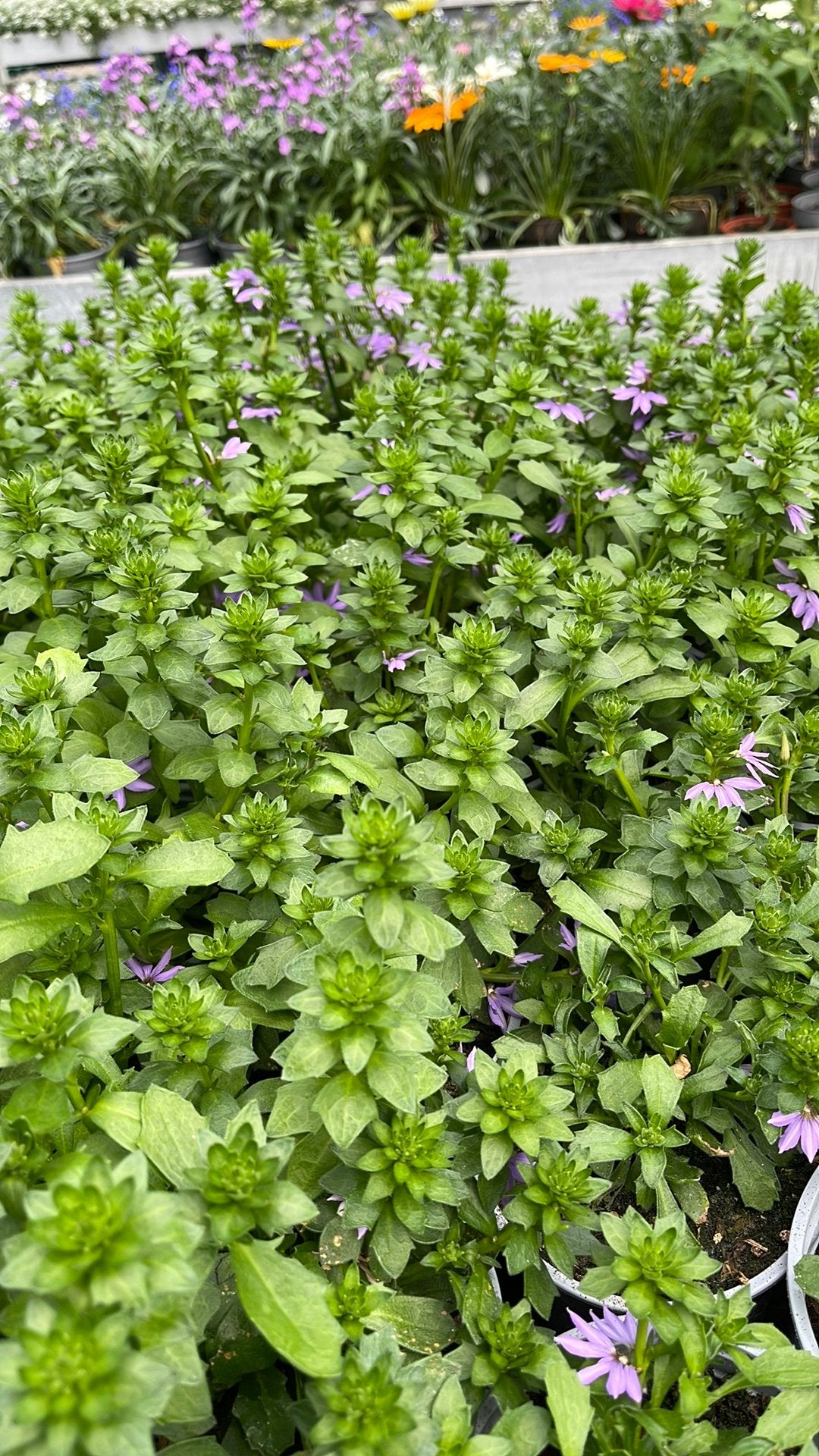 Waaierbloem - Scaevola aemula (Blue tongue) (12 voor €10), Ophalen, Bodembedekkers, Volle zon, Eenjarig