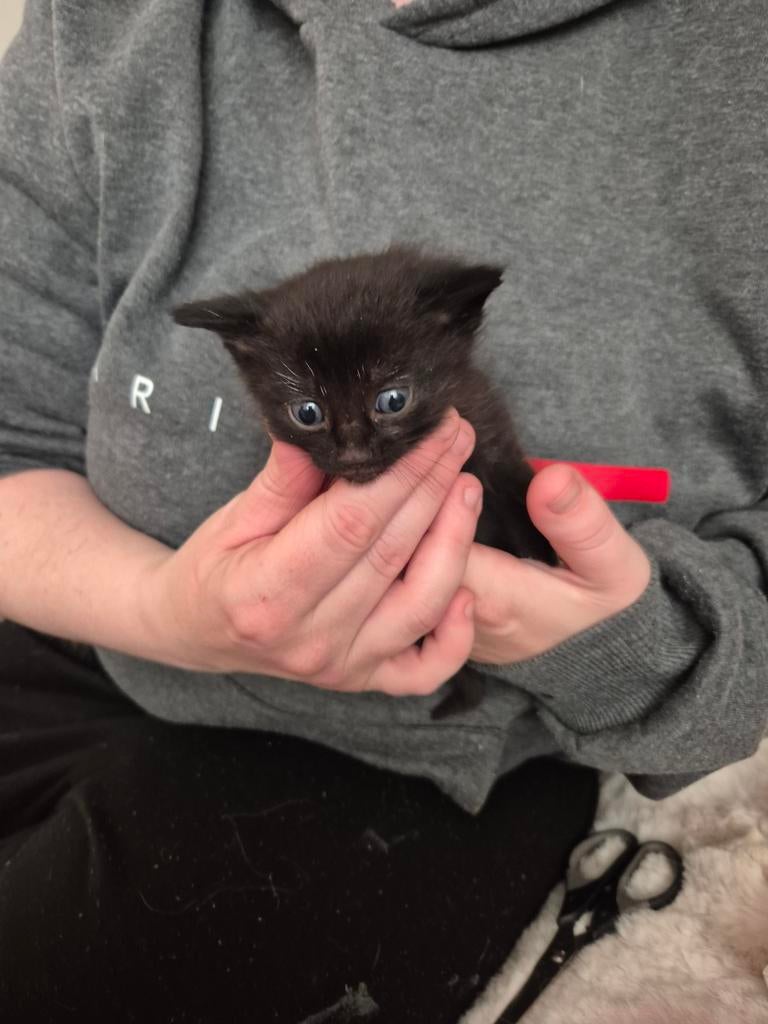 4 kittens te koop., Dieren en Toebehoren, Katten en Kittens | Overige Katten, Meerdere dieren
