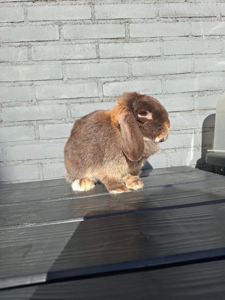 Lief raszuiver minilop konijn, Dieren en Toebehoren, Vrouwelijk, Klein, 0 tot 2 jaar