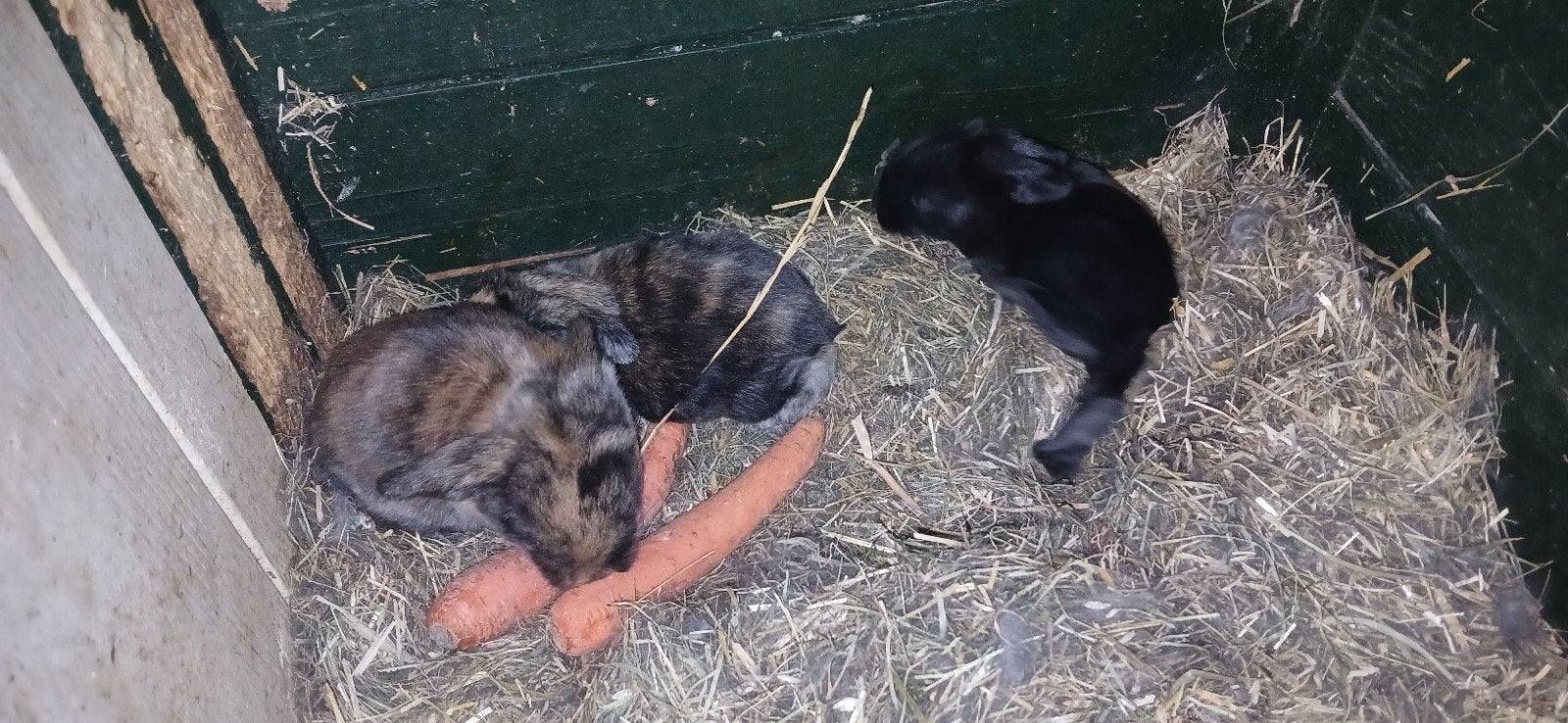 franse Duitse hangoren konijntjes, Meerdere dieren, Groot, Hangoor