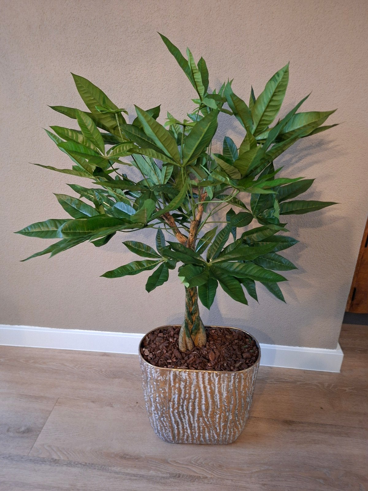 zijde Pachira in pot, Ophalen, Nieuw