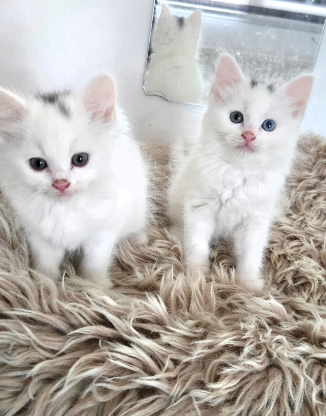 Prachtige Ragdoll kruising kittens 😻, Dieren en Toebehoren, Meerdere dieren