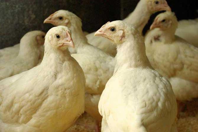 Ross en sasso, Dieren en Toebehoren, Pluimvee, Kip, Geslacht onbekend