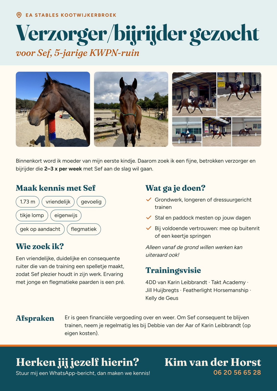 Verzorger / bijrijder gezocht! Kootwijkerbroek 5 jarige ruin, Dieren en Toebehoren, Ophalen, Zo goed als nieuw
